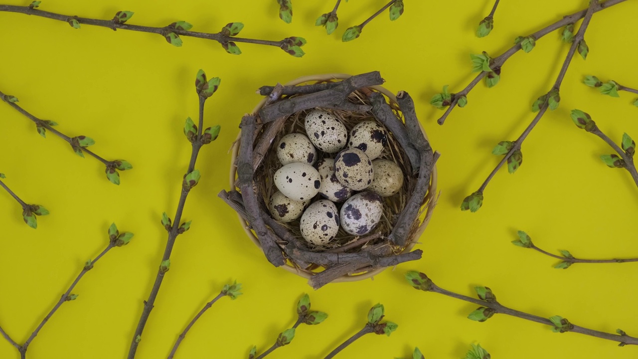 篮子里的鹌鹑蛋和黄色背景上旋转的绿叶小树枝。复活节快乐视频素材