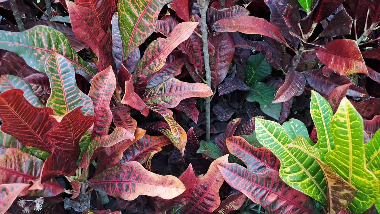 在微风中摇曳的巴豆科植物叶子视频素材
