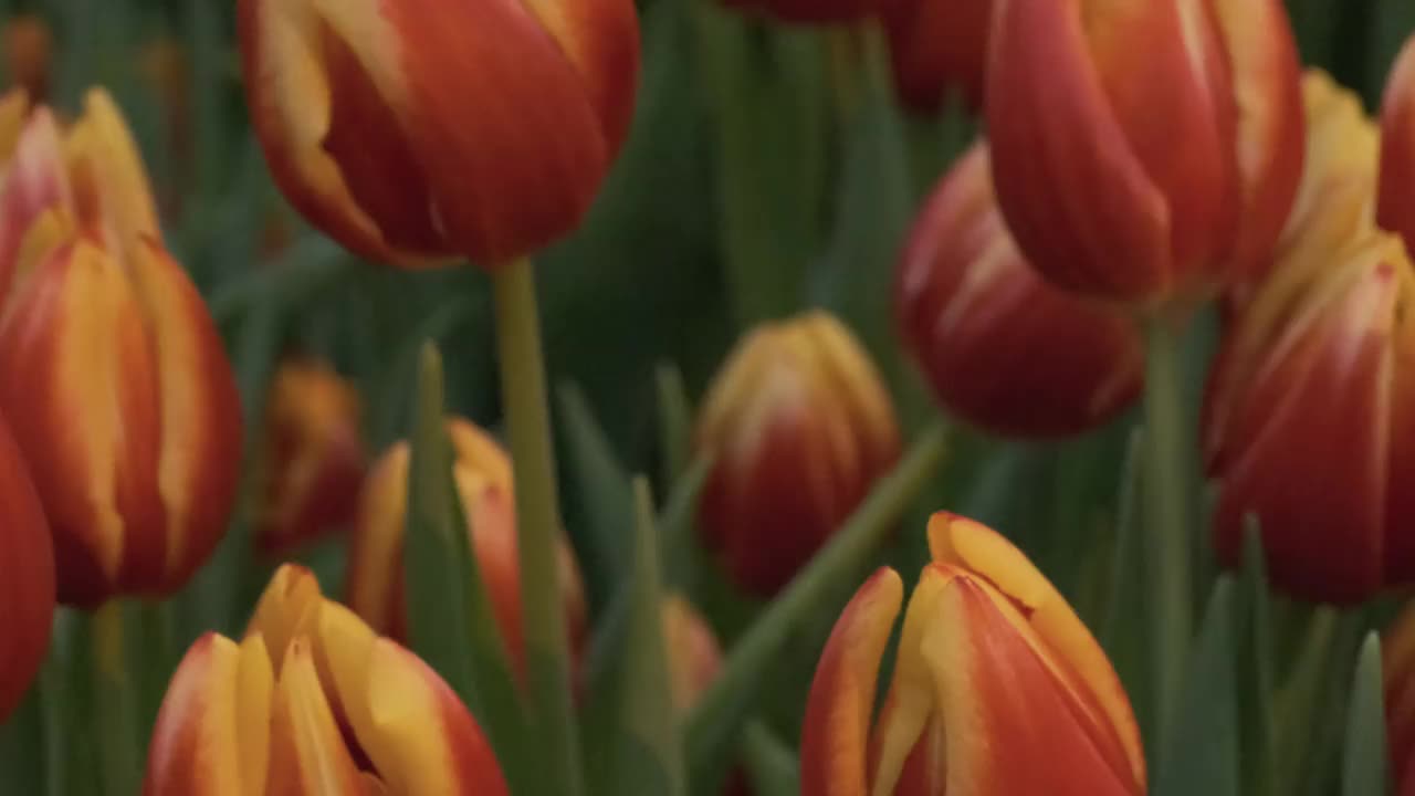 红色和黄色的郁金香在花园里视频素材