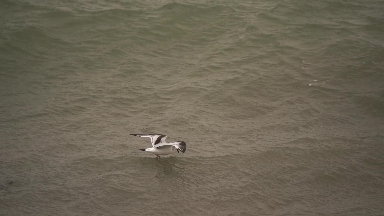一种幼年小海鸥(小海鸥或小海鸥)沿海岸飞行并在水面上行走——慢动作视频素材