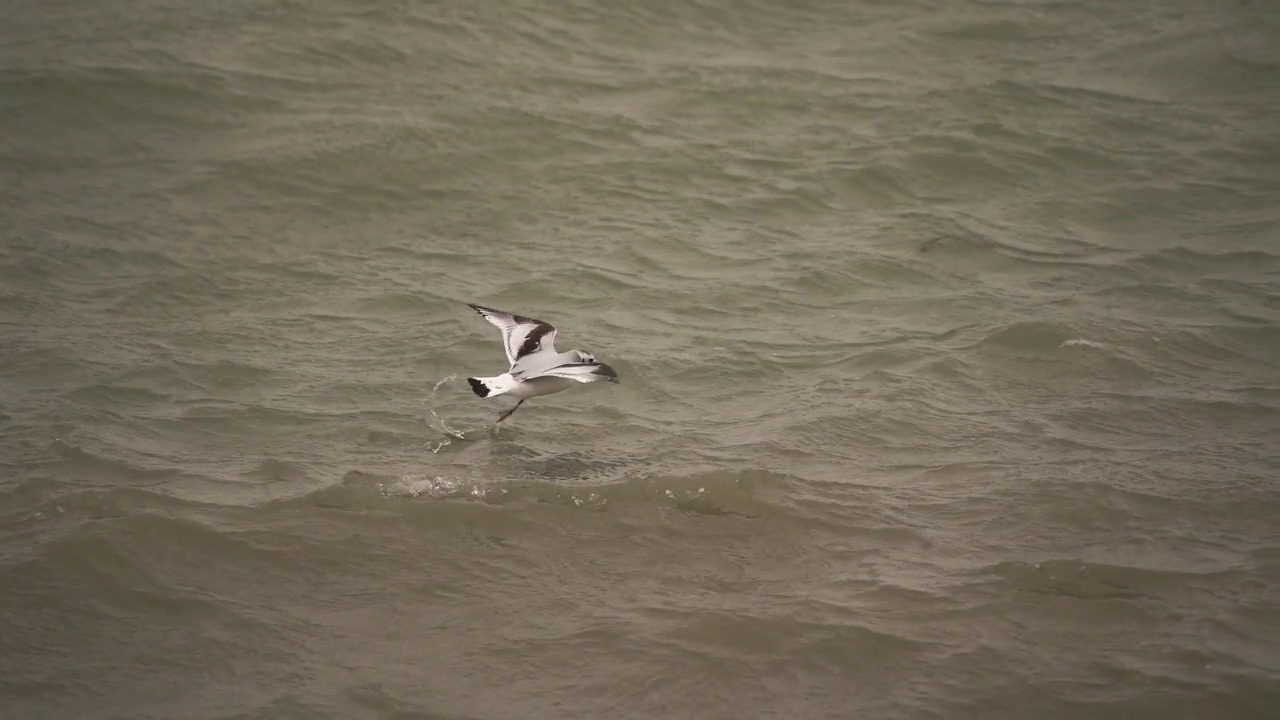一种幼年小海鸥(小海鸥或小海鸥)沿海岸飞行并在水面上行走——慢动作视频素材