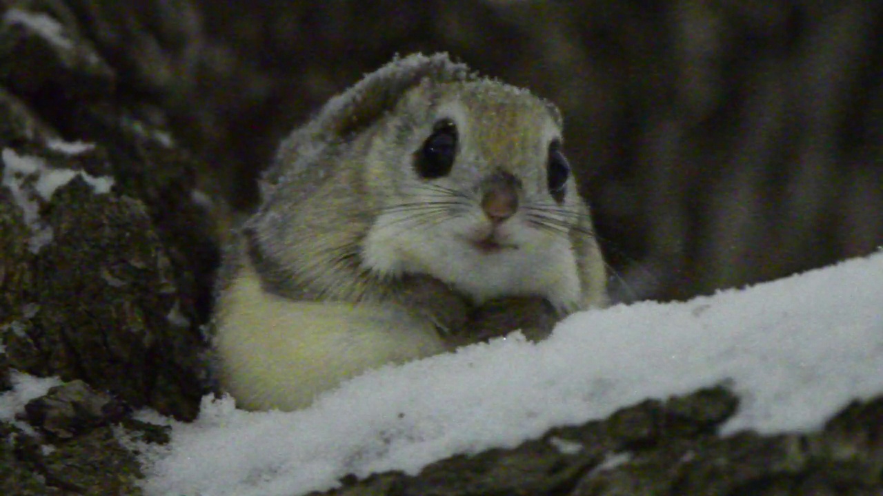 鼯鼠坐在积雪覆盖的树枝上，吃着日本榆树的雄蕊视频下载