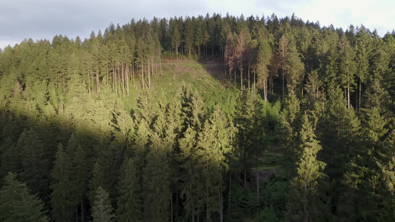 德国森林中砍伐森林的地区。树皮甲虫和全球变暖破坏了树木。视频下载