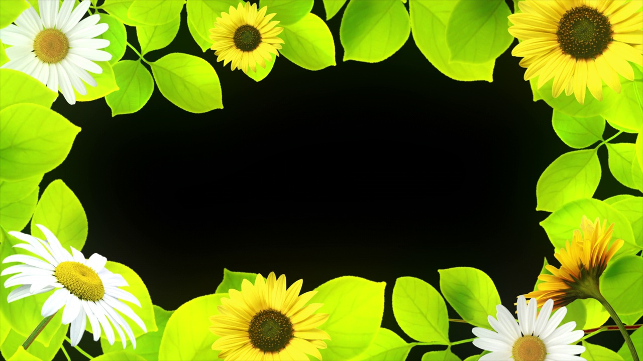向日葵花框架背景透明的背景与alpha通道。视频素材