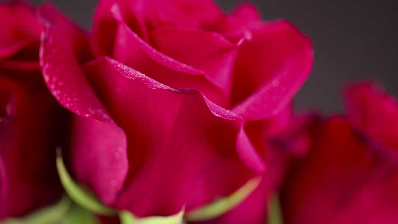 一朵美丽的红玫瑰，上面布满了水滴视频下载