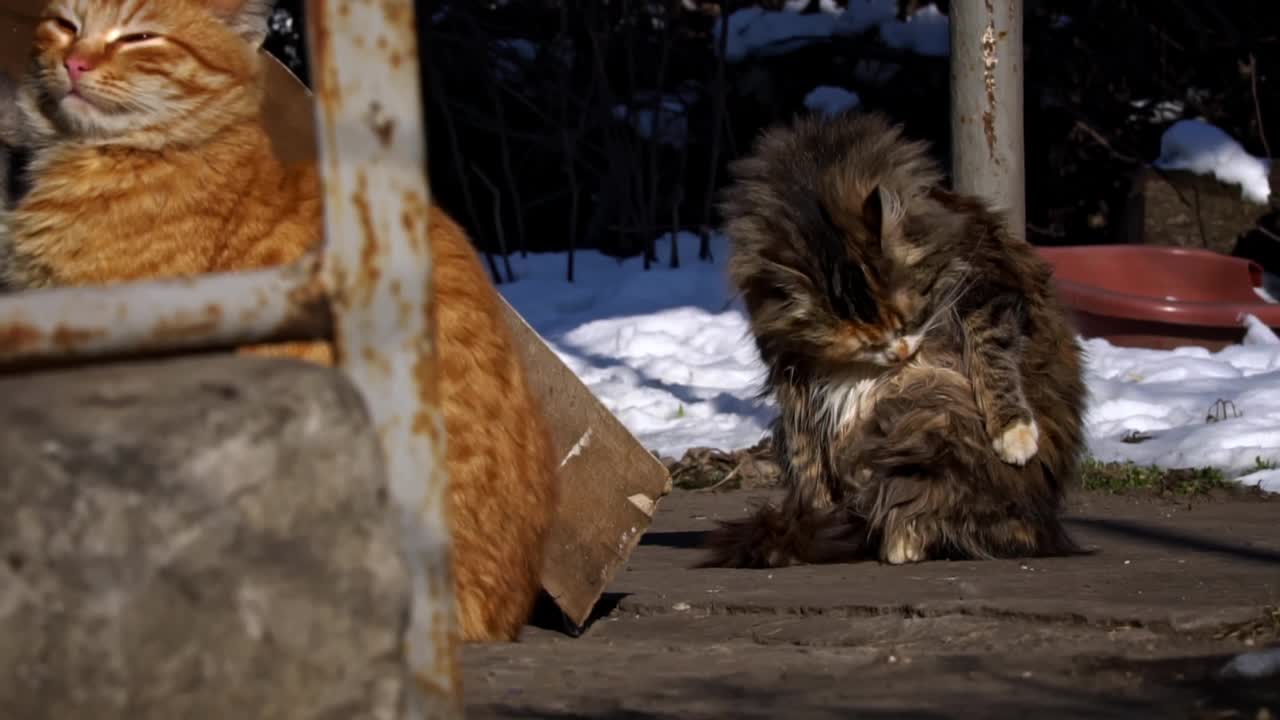 无家可归的猫坐在街上晒太阳视频素材