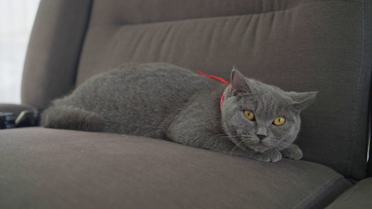 英国短毛猫躺在沙发上。可爱的宠物在客厅视频下载