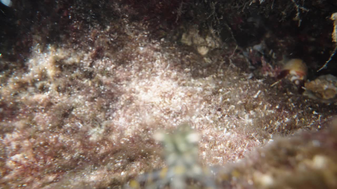 小虾Palaemon adspersus，在海底逃离相机，超微距视频素材