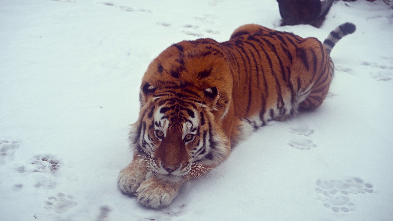 4k120 fps超级慢动作视频大雄性西伯利亚虎，美洲豹在寒冷的冬季森林降雪后，国家公园豹地，拍摄于尼康z9高质量8k相机视频下载