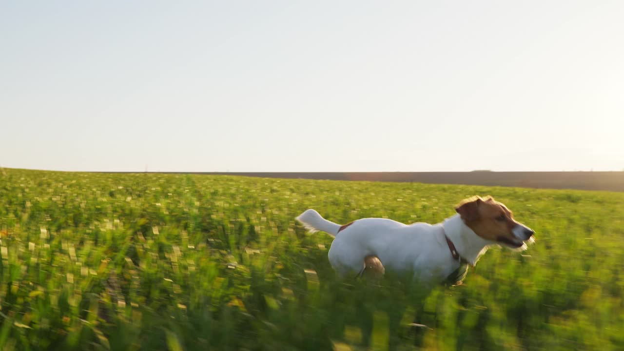 跑，跳，走麦田绿狗杰克罗素梗伸出他的舌头在春天日落慢动作。宠物在草地上跑得很快。的生活方式。农业的农场。镜头耀斑视频下载