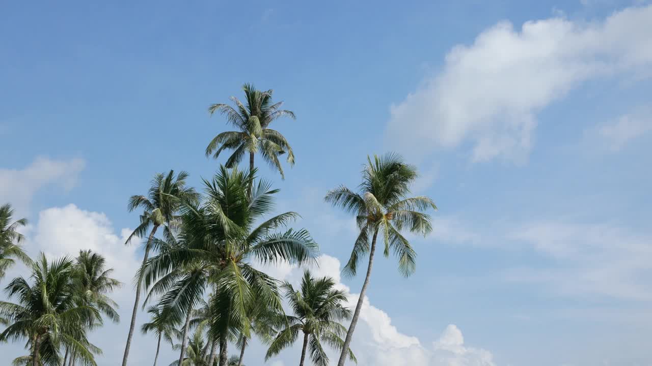 美丽的椰子树映衬着泰国普吉岛蔚蓝的天空。热带岛屿上的海滩。阳光下的棕榈树，令人惊叹的夏日旅行度假梧桐树背景视频素材