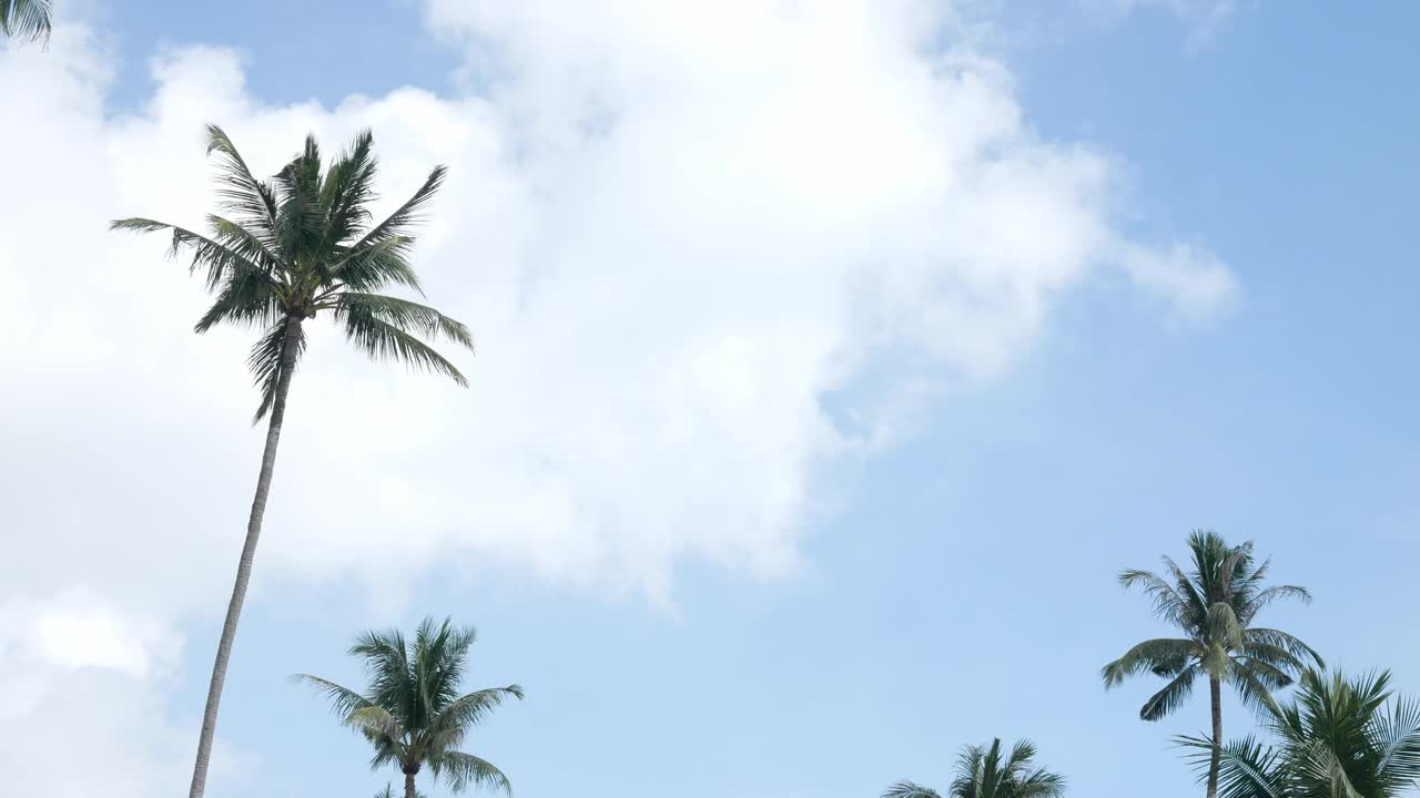 美丽的椰子树映衬着泰国普吉岛蔚蓝的天空。热带岛屿上的海滩。阳光下的棕榈树，令人惊叹的夏日旅行度假梧桐树背景视频素材