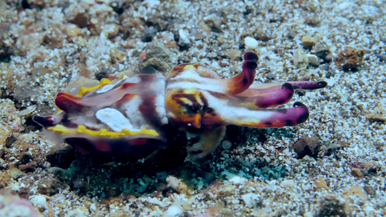 彩色墨鱼的雄性在海底游荡。视频素材