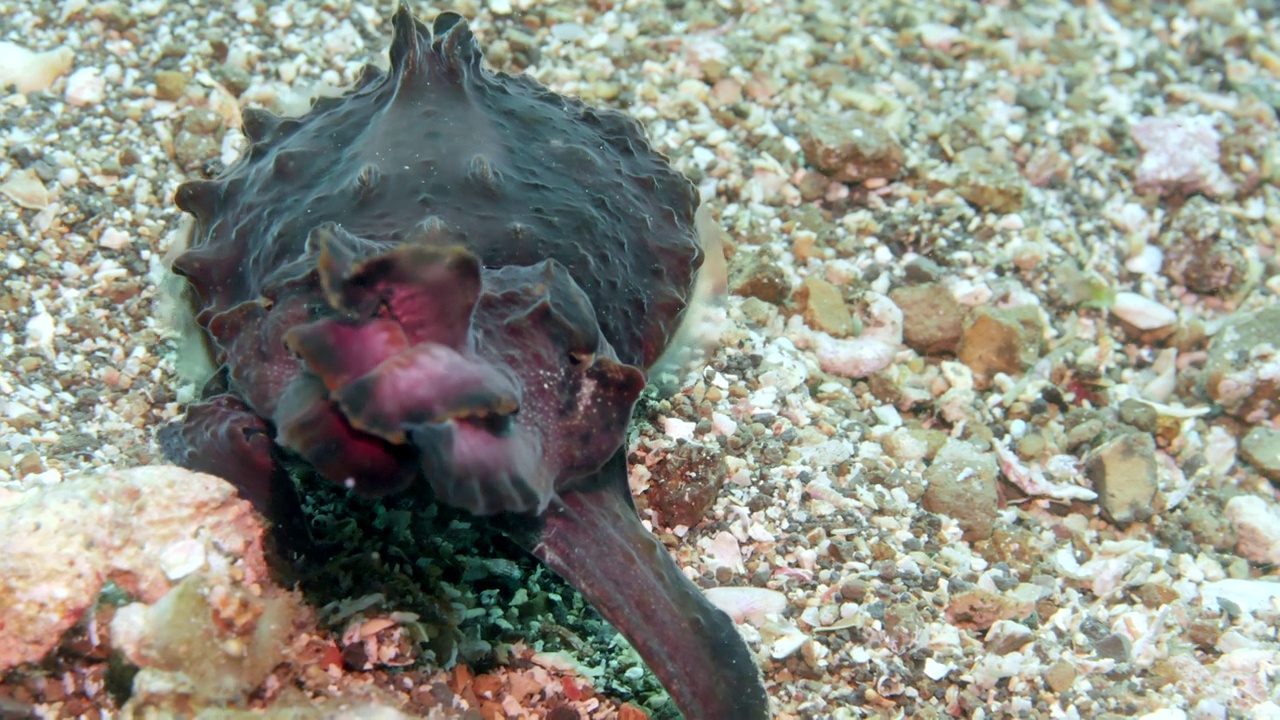 生动的墨鱼Metasepia pfefferi徘徊在海底。视频素材
