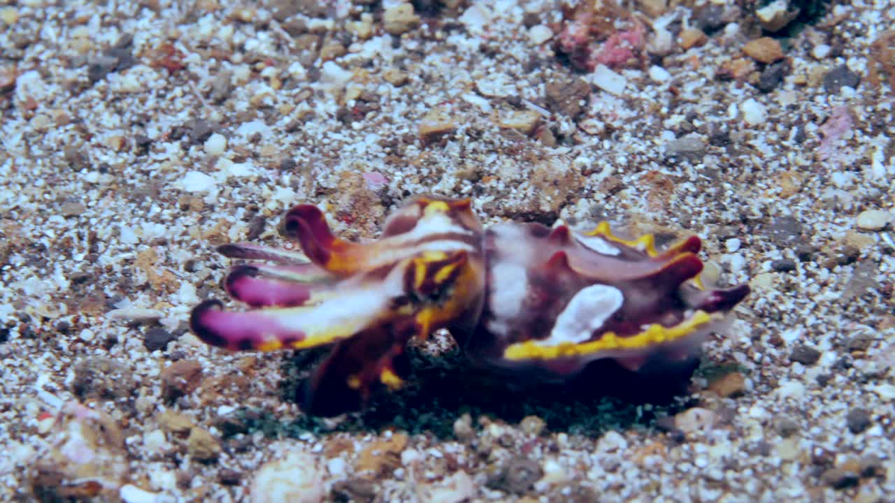 滑稽生动的墨鱼Metasepia pfefferi海底。视频素材