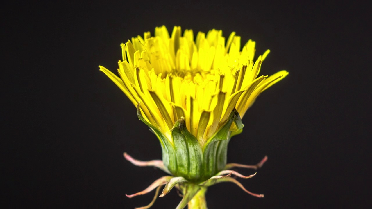 4k变焦时间间隔的黄色蒲公英花开花，生长在黑色背景。蒲公英盛开的花朵。视频素材