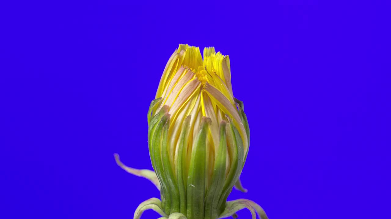4k变焦时间间隔的黄色蒲公英花开花，生长在蓝色的背景。蒲公英盛开的花朵。视频素材