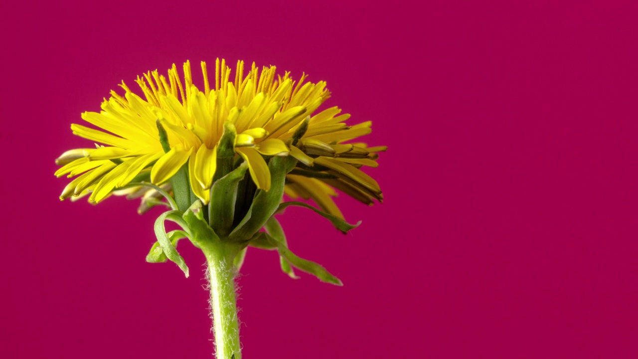 黄色蒲公英花在红色背景上绽放和生长的4k变焦时间间隔。蒲公英盛开的花朵。视频素材