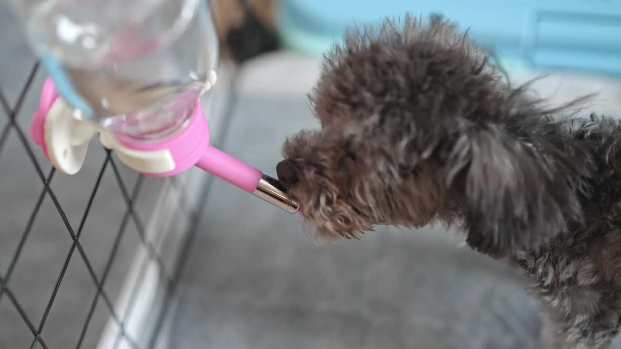 银色的小玩具卷毛狗在狗屋里喝水视频下载