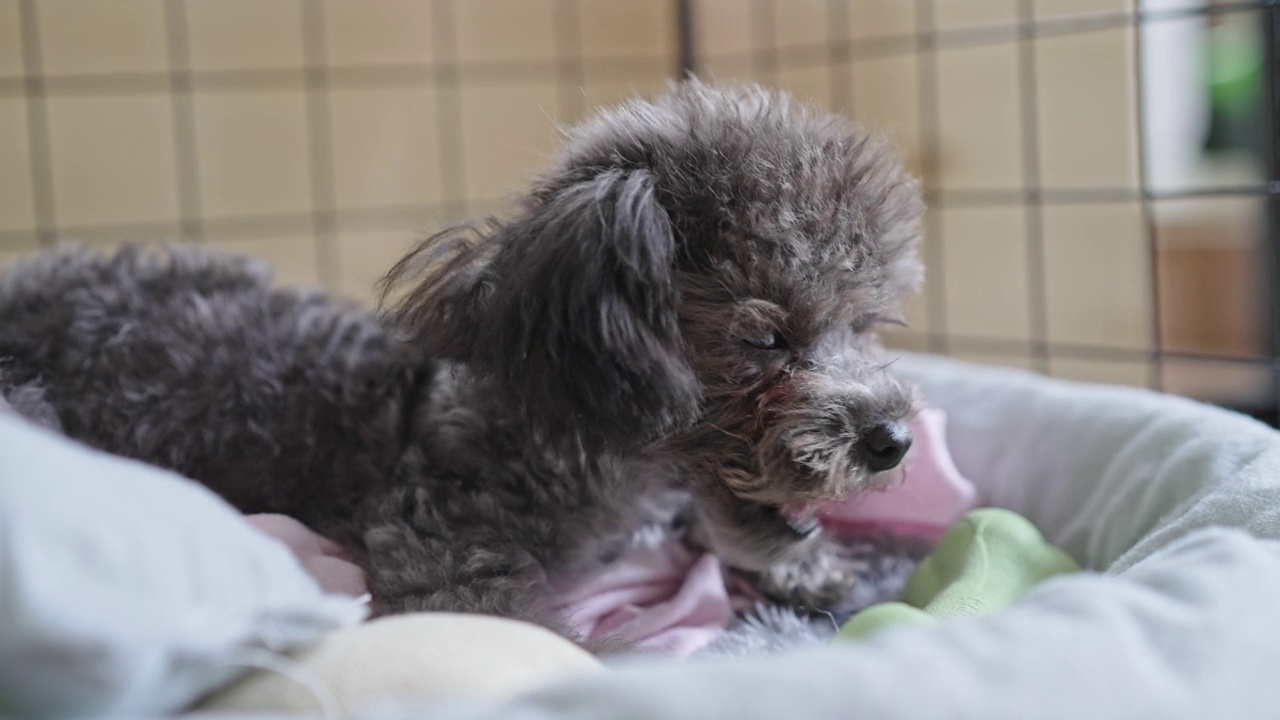 银色的小玩具卷毛狗躺在宠物床上咀嚼零食或食物。小狗在狗屋放松视频下载