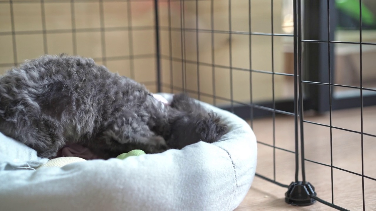 银色的小玩具卷毛狗在狗屋的宠物床上玩玩具视频下载