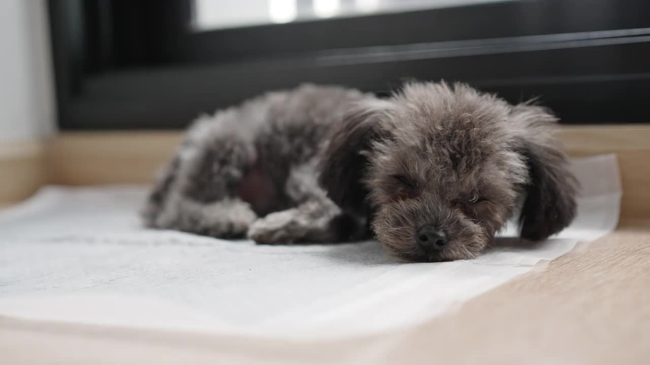 银色的小玩具卷毛狗躺在家里的卫生巾上睡觉视频下载