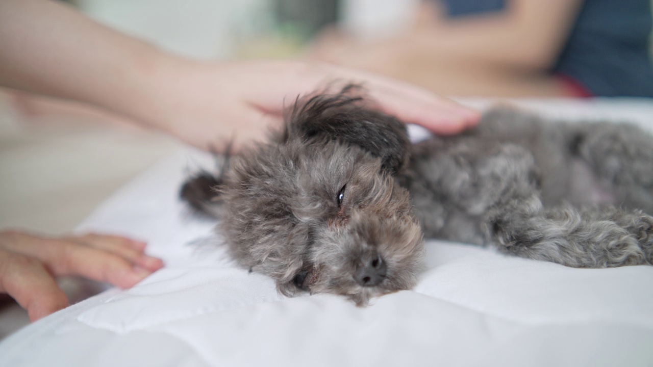 宠物主人抚摸着小小的银色玩具狮子狗在床上睡觉视频下载