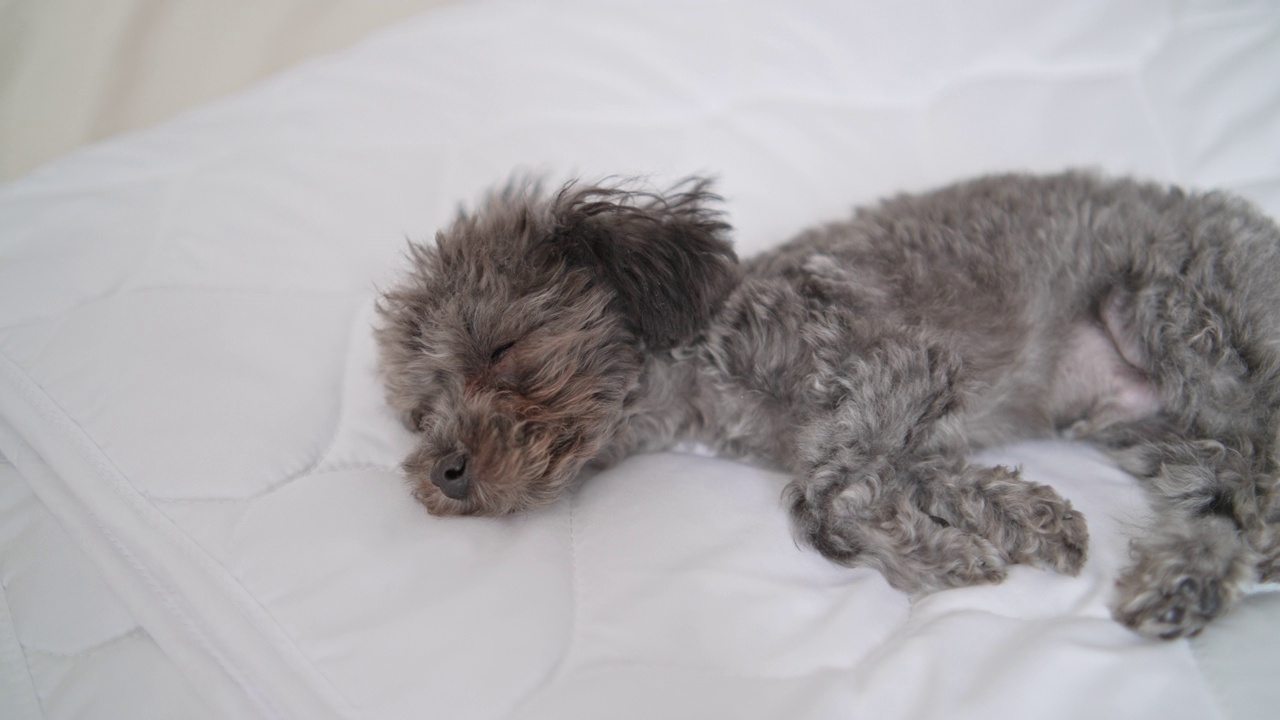小小的银色玩具卷毛狗在床上睡觉视频下载