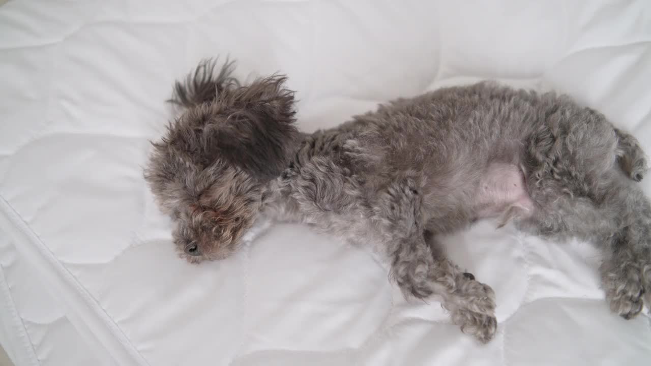 小小的银色玩具卷毛狗在床上睡觉视频素材