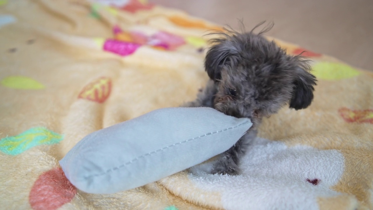 小银玩具狮子狗玩和咬小枕头玩具视频下载
