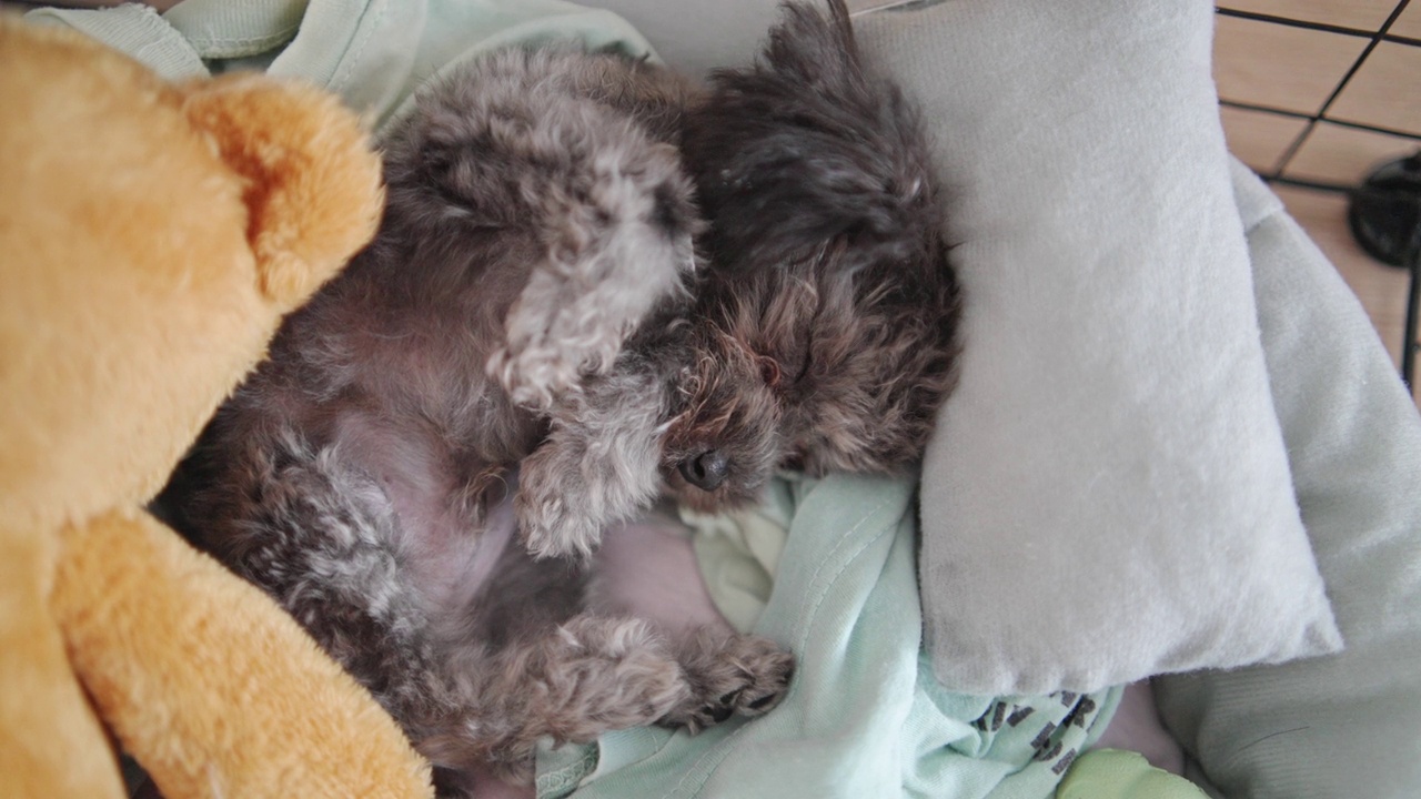 银色的小玩具卷毛狗躺在宠物床上睡觉视频下载