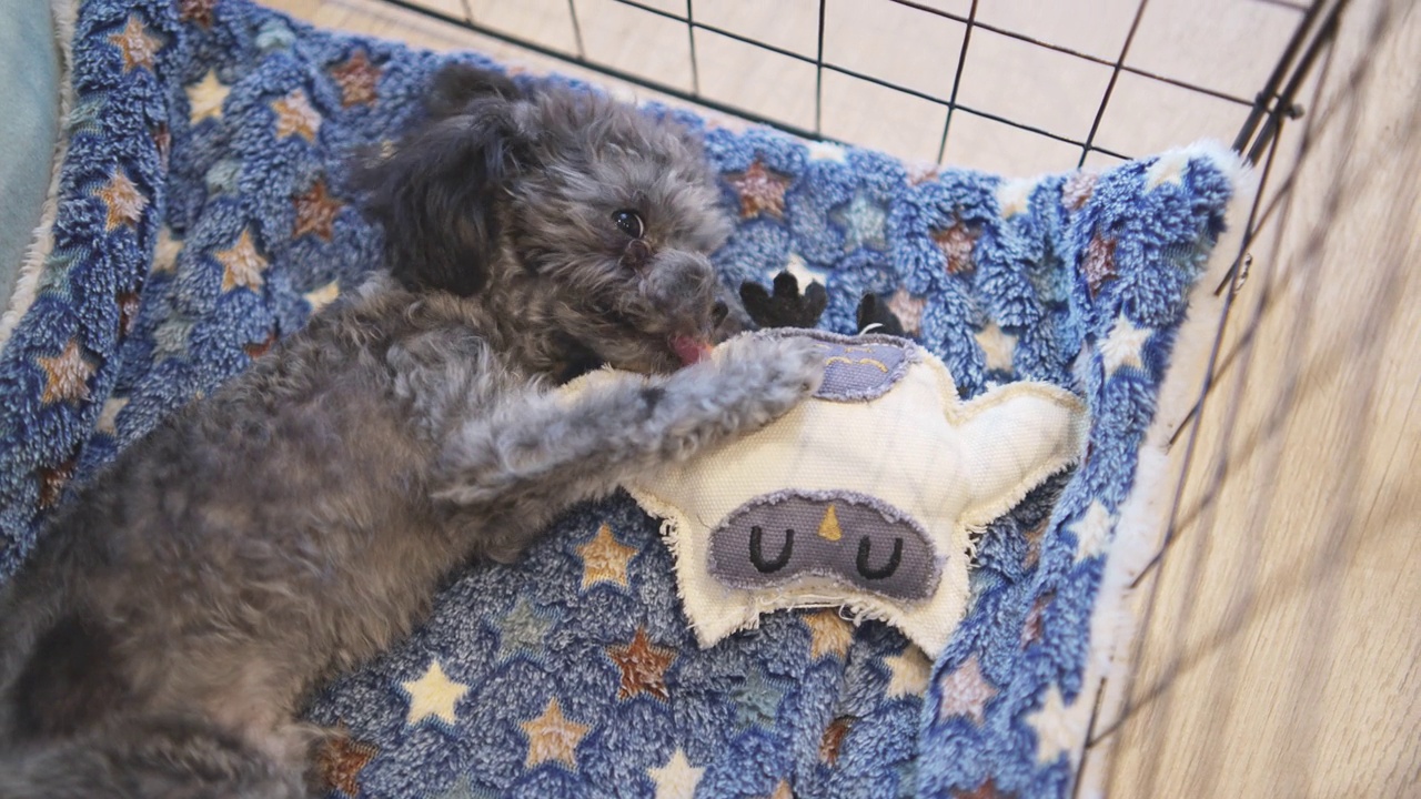 小银玩具狮子狗躺在床垫上玩和咬狗玩具视频下载