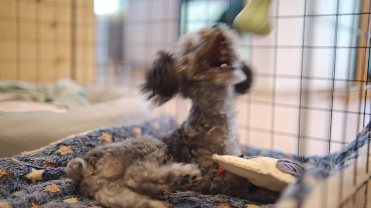 小银玩具狮子狗在狗屋试图咬和从主人的手橡胶骨玩具视频下载