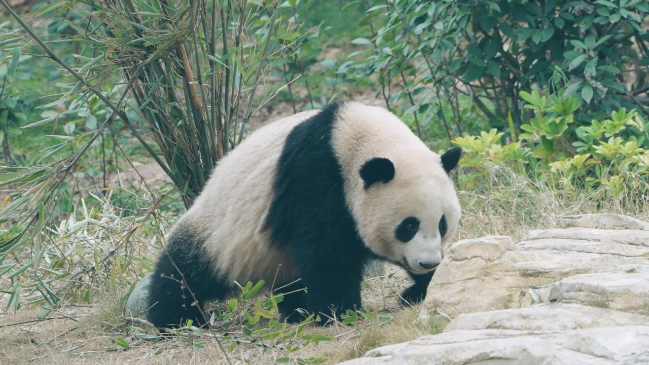 大熊猫在战斗视频素材