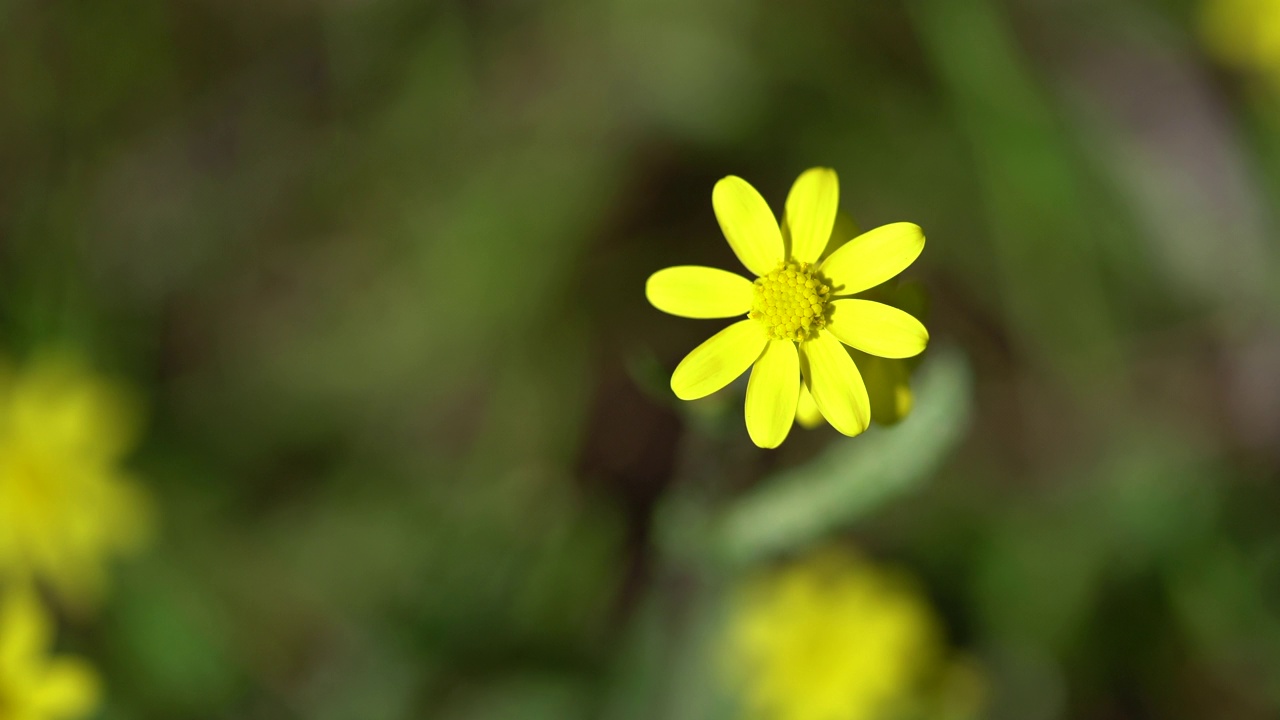 近距离观察大自然中美丽的黄色雏菊视频素材