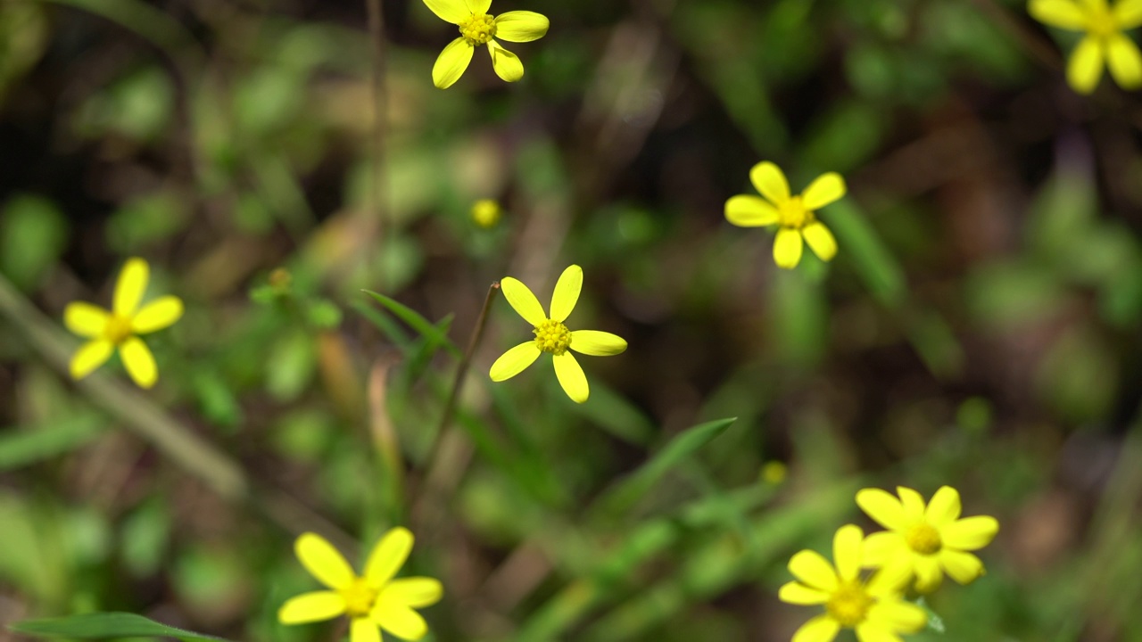 近距离观察大自然中美丽的黄色雏菊视频素材