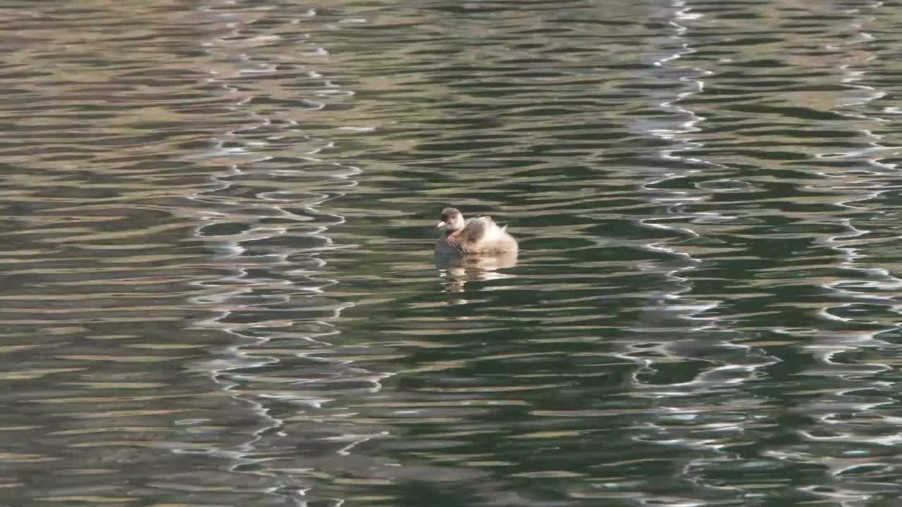 在池塘里游泳的小妖精视频下载