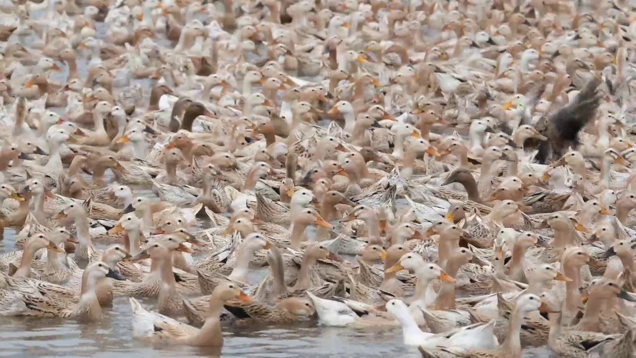一群鸭子在池塘里游泳视频下载