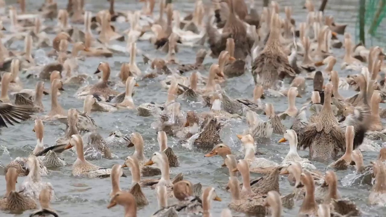 一群鸭子在池塘里游泳视频素材
