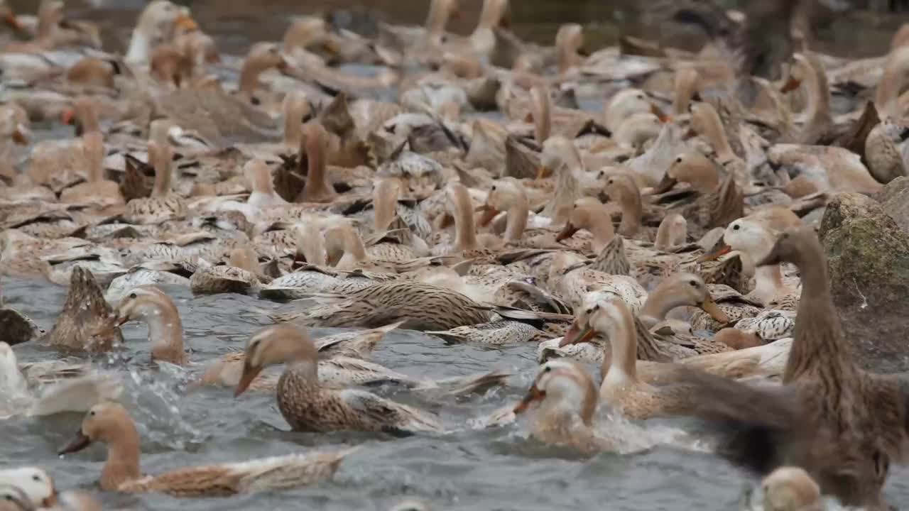 一群鸭子在池塘里游泳视频下载
