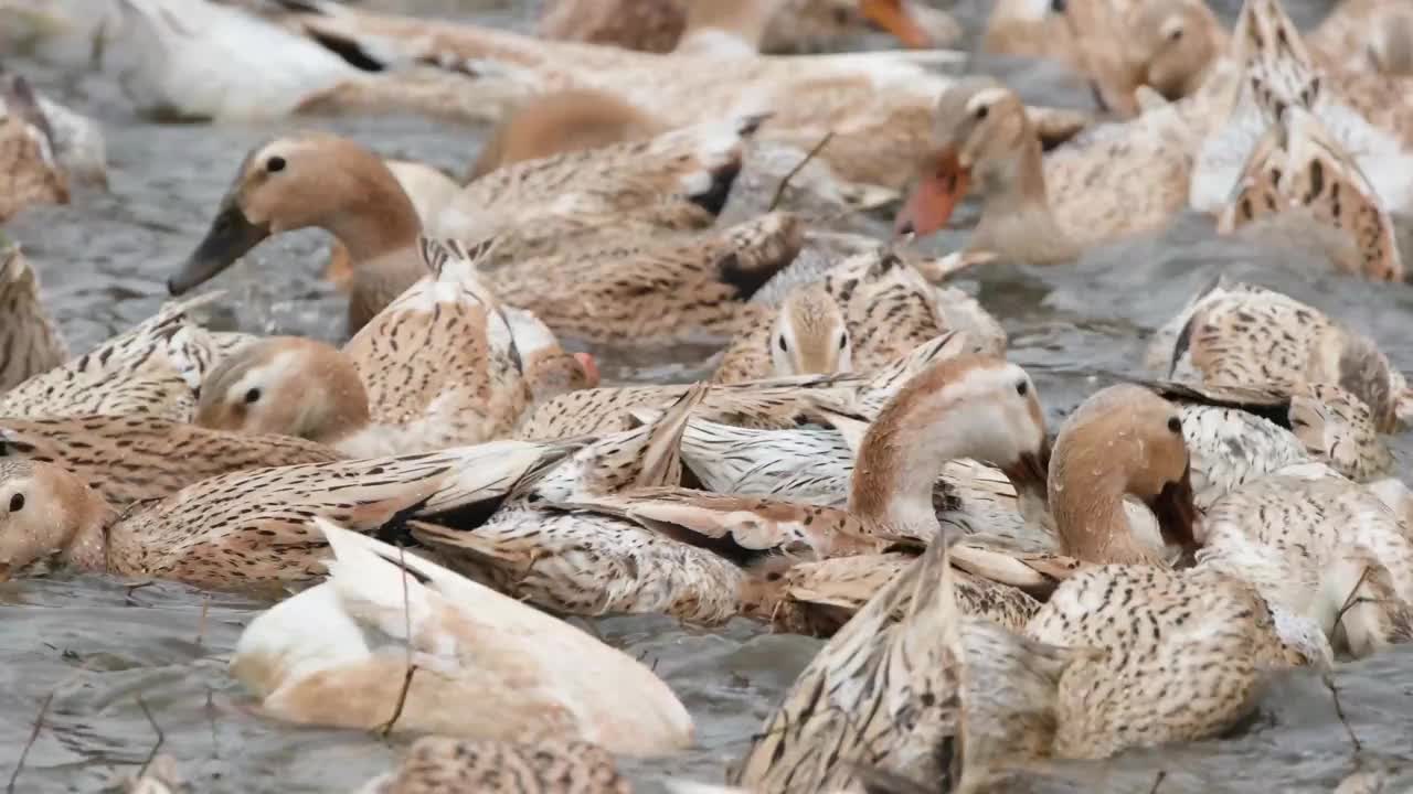 一群鸭子在池塘里游泳视频素材