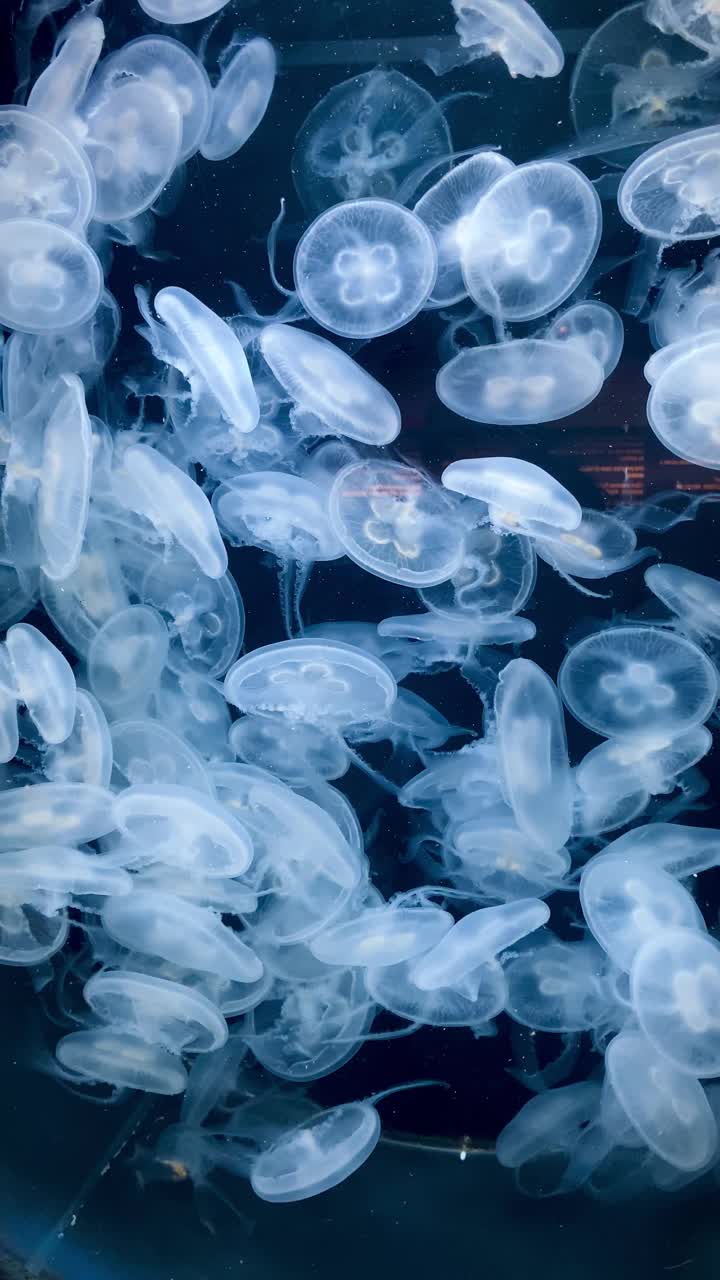 半透明的水母优雅地漂浮在海洋，水视频下载