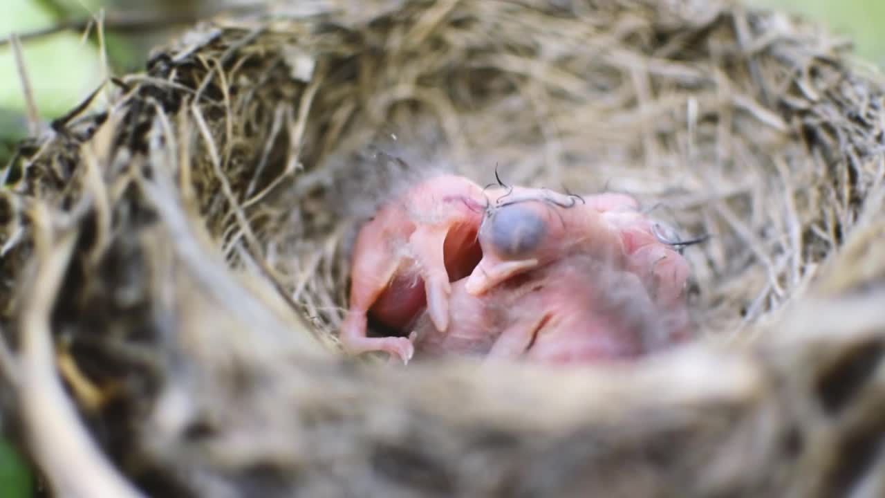 窝里三只刚出生的小鸟呼唤着妈妈视频素材