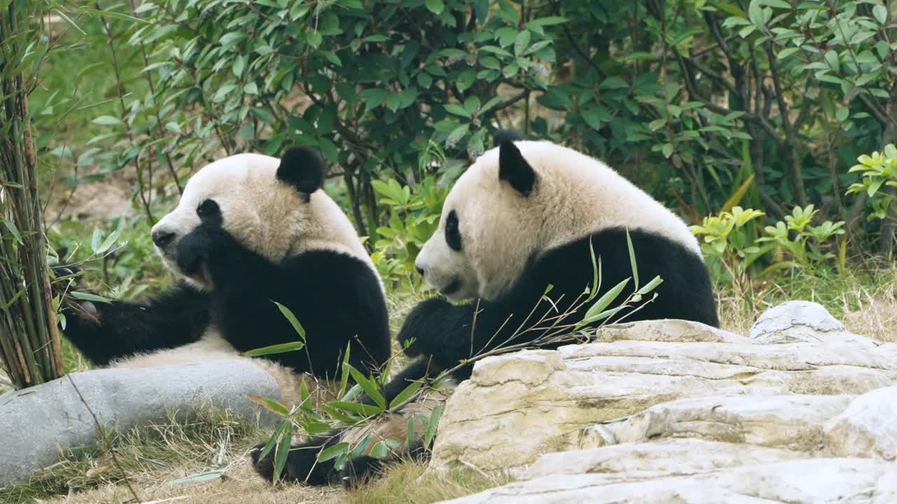 大熊猫吃竹叶，中国视频下载