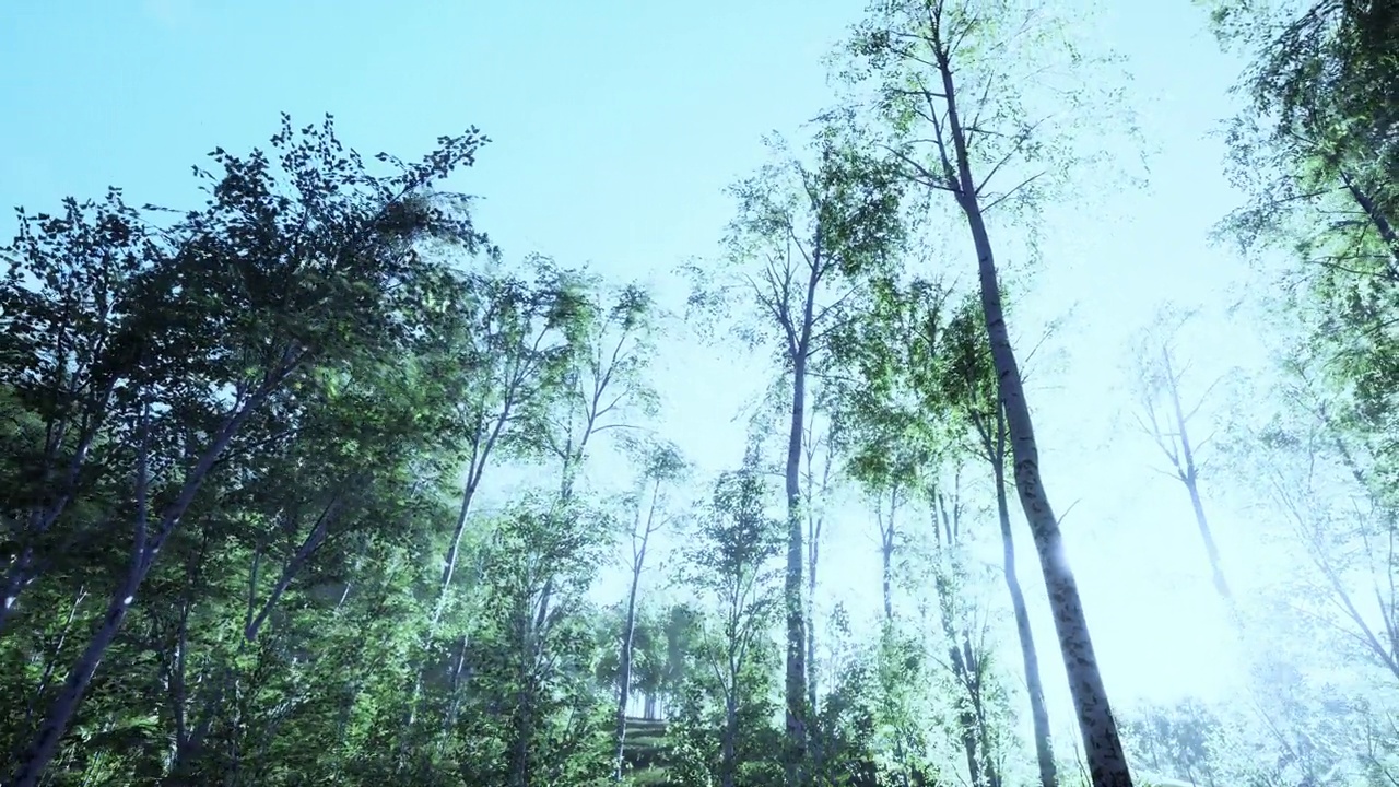 阳光灿烂的日子里，一条桦树小道视频素材