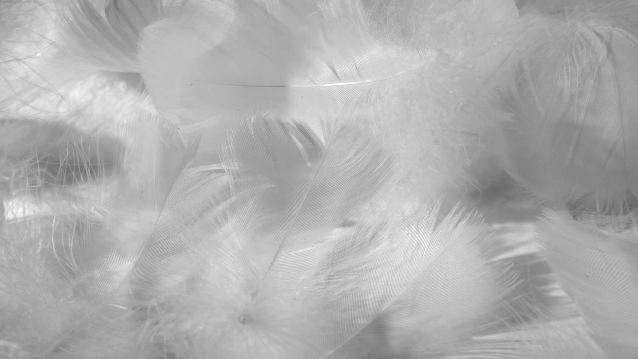 白色鸟类羽毛特写。柔软的鸟毛。风中飘动的羽毛，微距摄影选择性对焦，模糊对焦，抽象视频下载