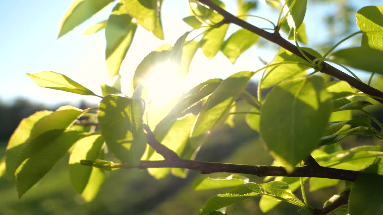 特写:春天的阳光透过年轻生机勃勃的绿色果树叶子视频素材