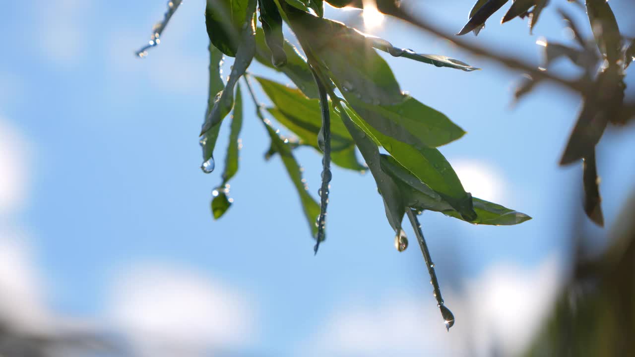 镜头闪光，特写:橄榄树叶子上闪闪发光的新鲜夏雨滴视频购买