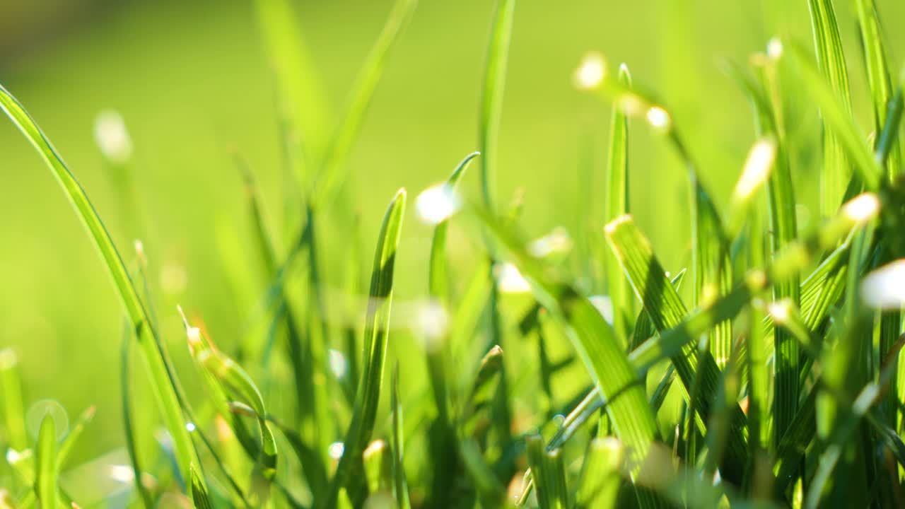 景深，特写:在一个阳光明媚的春日，郁郁葱葱的绿色花园草坪视频素材