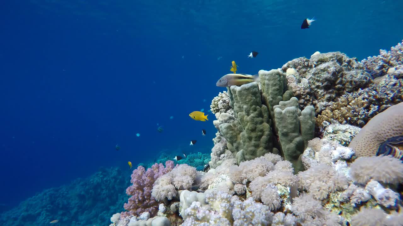 浅深度拍摄视频。珊瑚和热带鱼。视频下载
